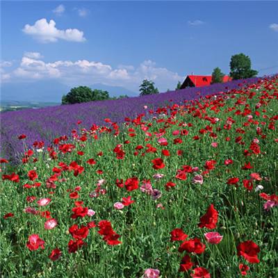 乐鱼平台app下载